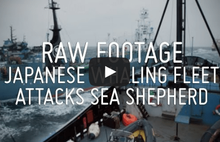 VIDEO: Sea Shepherd and Japanese Whaling Vessels Collide in Southern Ocean