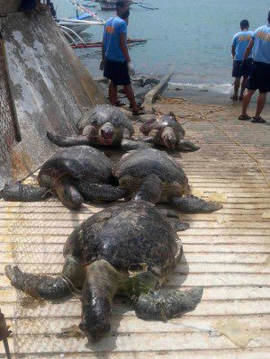 turtle poaching philippines chinese fishermen