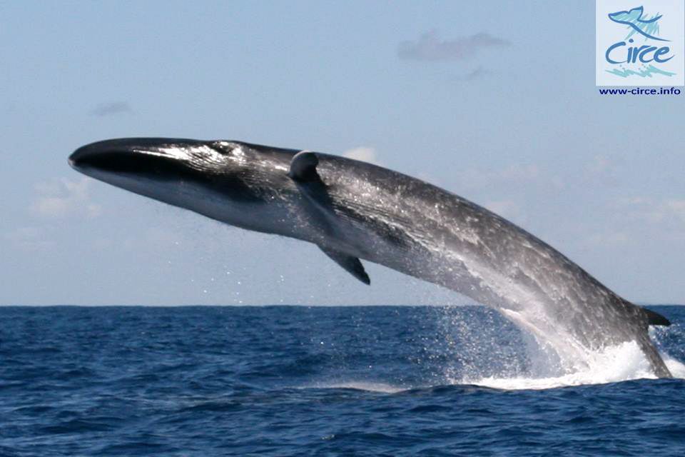 Jaw-Dropping Photo (and Video) Shows Massive Fin Whale in Rare Breach