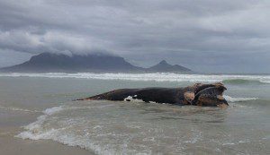 dead right whale south africa