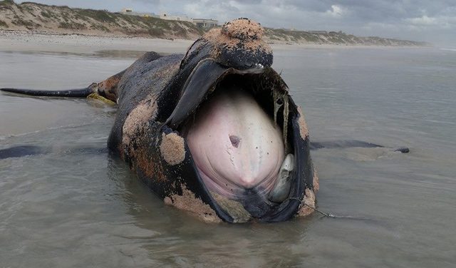 dead right whale south africa