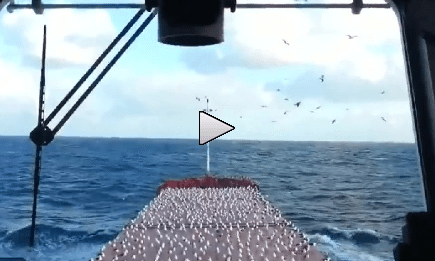 VIDEO: Bulker Crew Trolls Seagulls