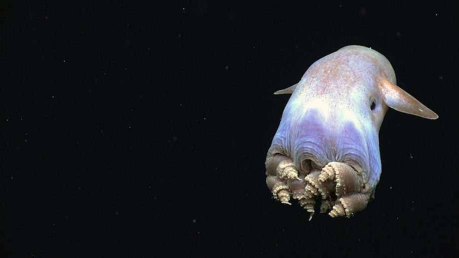 This Dumbo Octopus Video Will Melt Your Heart