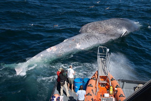 Blue Whales Under Increased Threat of Ship Strikes Off California, Study Finds
