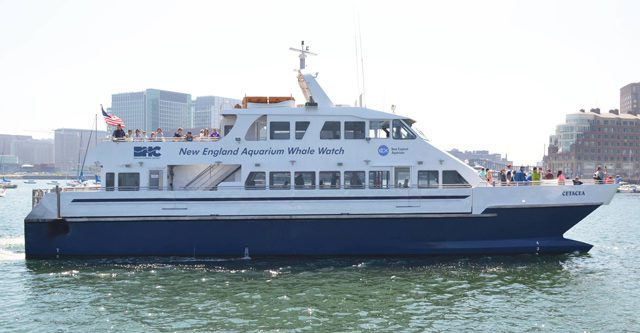 ferry cetacea
