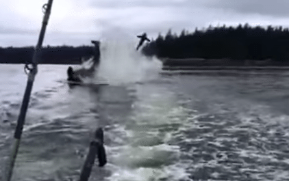 Video: Killer Whale Launches Sea Lion 20 Feet Into The Air
