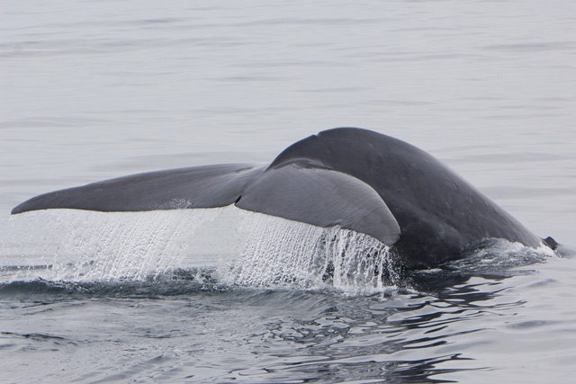 blue whale tail cetacean