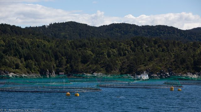 fish farm salmon norway marine harvest