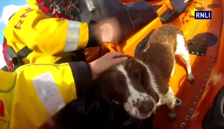 Video: RNLI Crew Rescues Missing Dog From England’s Tallest Cliffs
