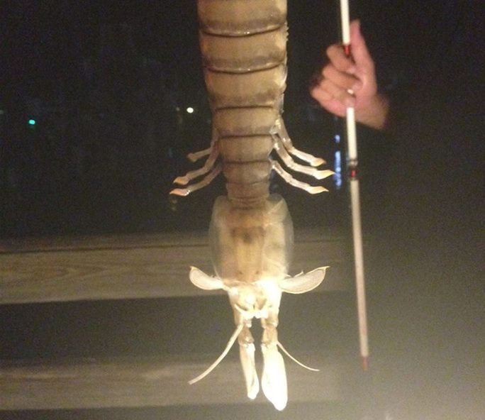 You Won’t Believe the Size of This ‘Shrimp’ Caught in Florida