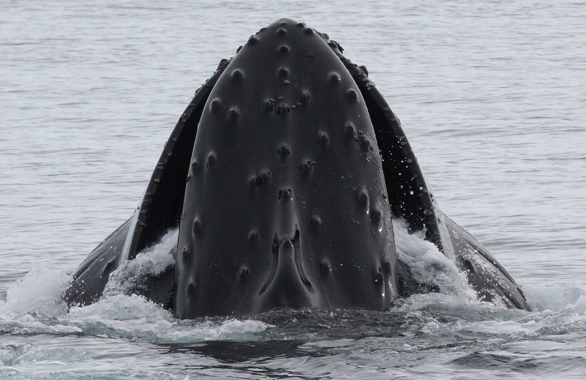 No Charges After Ship Strike Killed Humpback Whale off Alaska