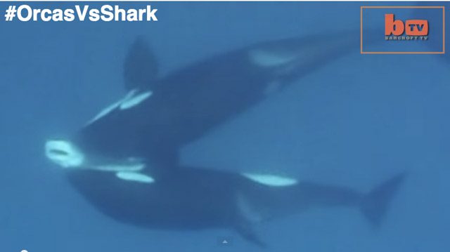 Orcas Hunt Down and Eat Tiger Shark
