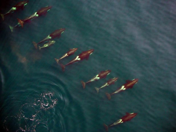 Drone Films Killer Whale Pod