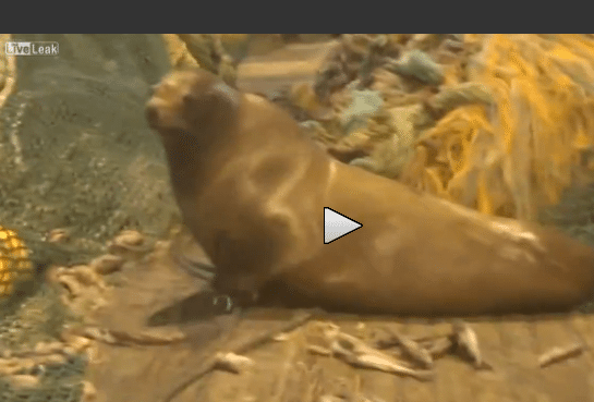 Fishermen Catch Pissed Off Sea Lion [VIDEO]
