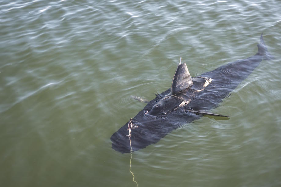 U.S. Navy Testing Unmanned Sub That Looks and Swims Exactly Like a Fish