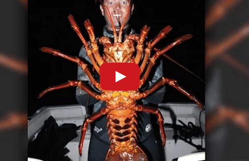 Biologist Catches Mouthwatering 12 Pound Lobster