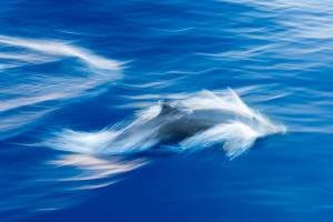 dolphins volvo ocean race