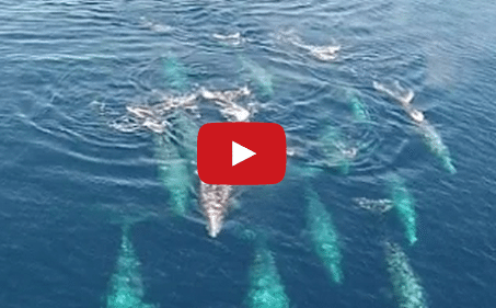 Watch: Spectacular Drone Footage of Gray Whale Superpod