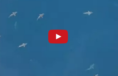 Video: Offshore Rig Worker Films Unbelievable Shark Frenzy