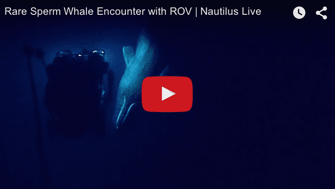 Scientists Geek Out Over Sperm Whale Encounter