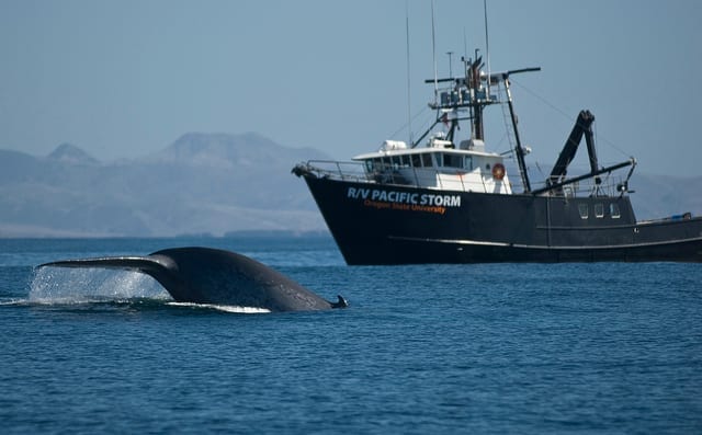 blue whale research ship