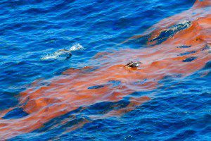 Dolphins during Deepwater Horizon Oil Spill