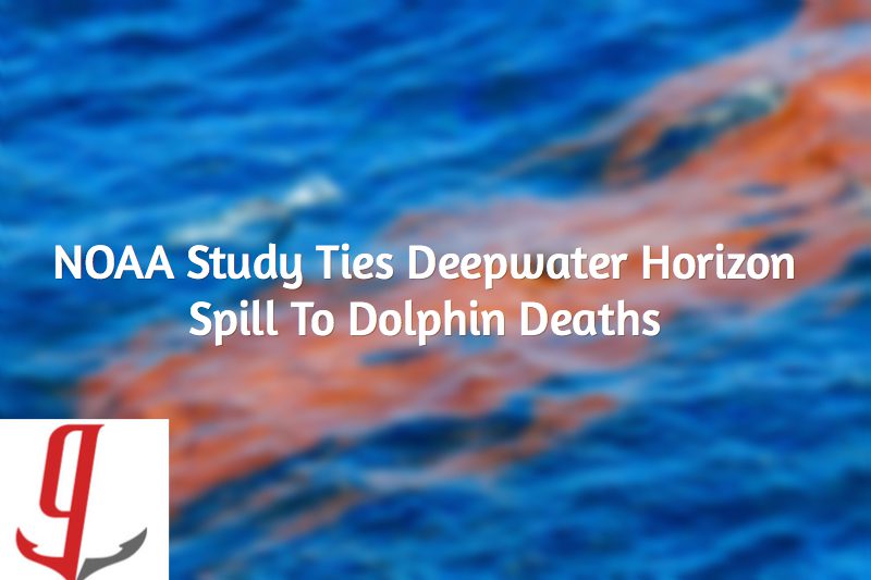 NOAA Study Ties Deepwater Horizon Spill To Dolphin Deaths