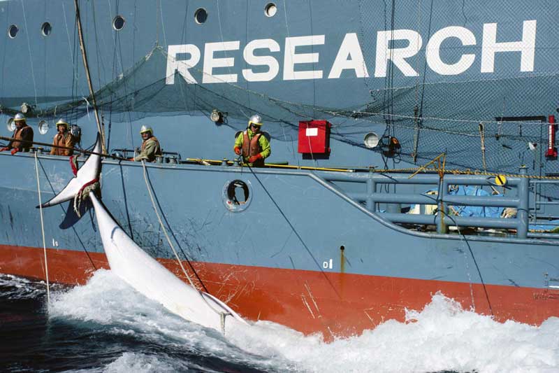 Japan-Led Group Blocks Proposal for South Atlantic Whale Sanctuary