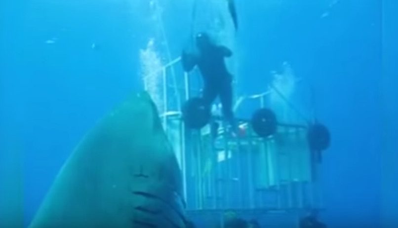 WATCH: Largest Great White Shark Ever Captured on Film