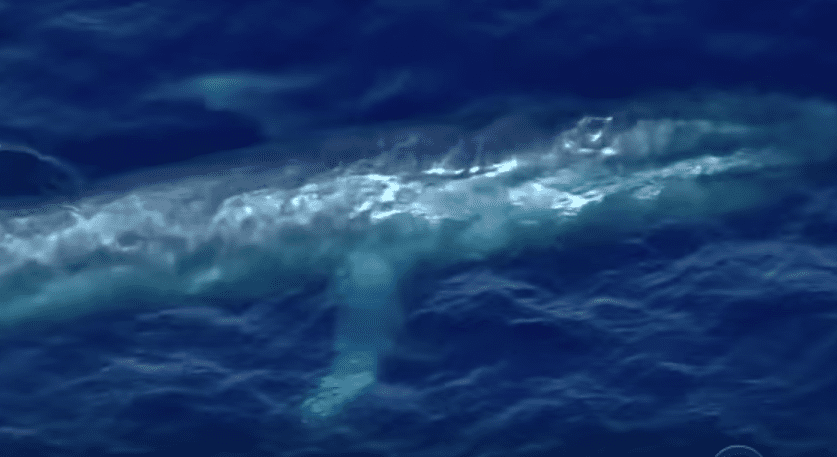 Blue Whale Spotted Tangled in Fishing Line Off California May Now Be in Mexico