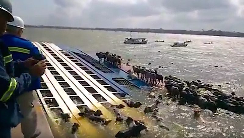 Thousands of Cattle May Have Died After Livestock Carrier Capsizes Pierside in Brazil