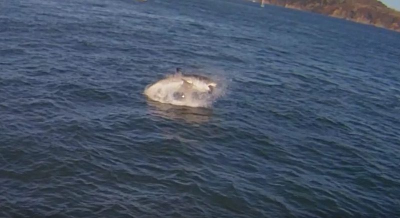 An Alcatraz Ferry Captured THE BEST Video of that Great White Shark Attack in San Francisco Bay