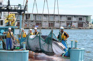 Unloading Japanese Whaling Ship
