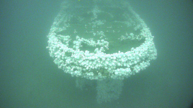 Stern view of the shipwreck USS Conestoga colonized with white plumose sea anemones contrasting the water column. Credit: NOAA ONMS/Teledyne SeaBotix