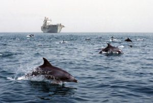 Dolphins escort HMS Ocean
