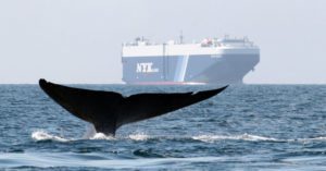 RoRo vessel whale fluke