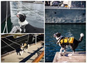 Bailey-maritime-dog wearing lifejacket