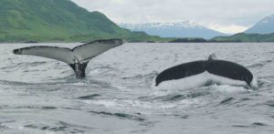 Humpback whale flukes
