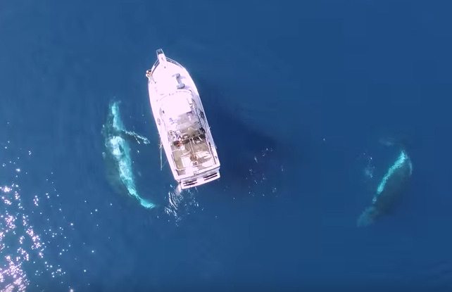 WATCH: Breathtaking Drone Footage Captures Whales Playing Below Boat