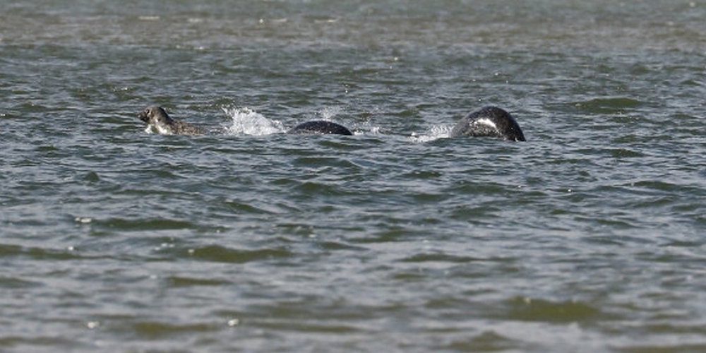Some People Think This New Photo of the ‘Loch Ness Monster’ is Totally Legit