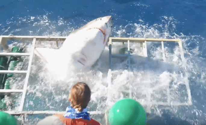 Viral Video: Great White Shark Breaches Dive Cage… With Diver Inside!