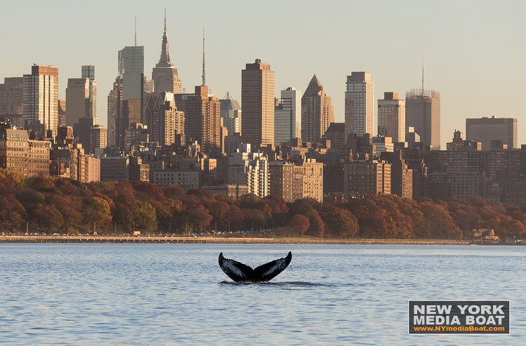 Hudson River humpback