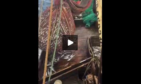 WATCH: Fishing Net Surprise