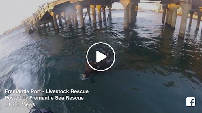 WATCH: Cow Marked for Export Jumps Ship, Swims to Shore in Fremantle