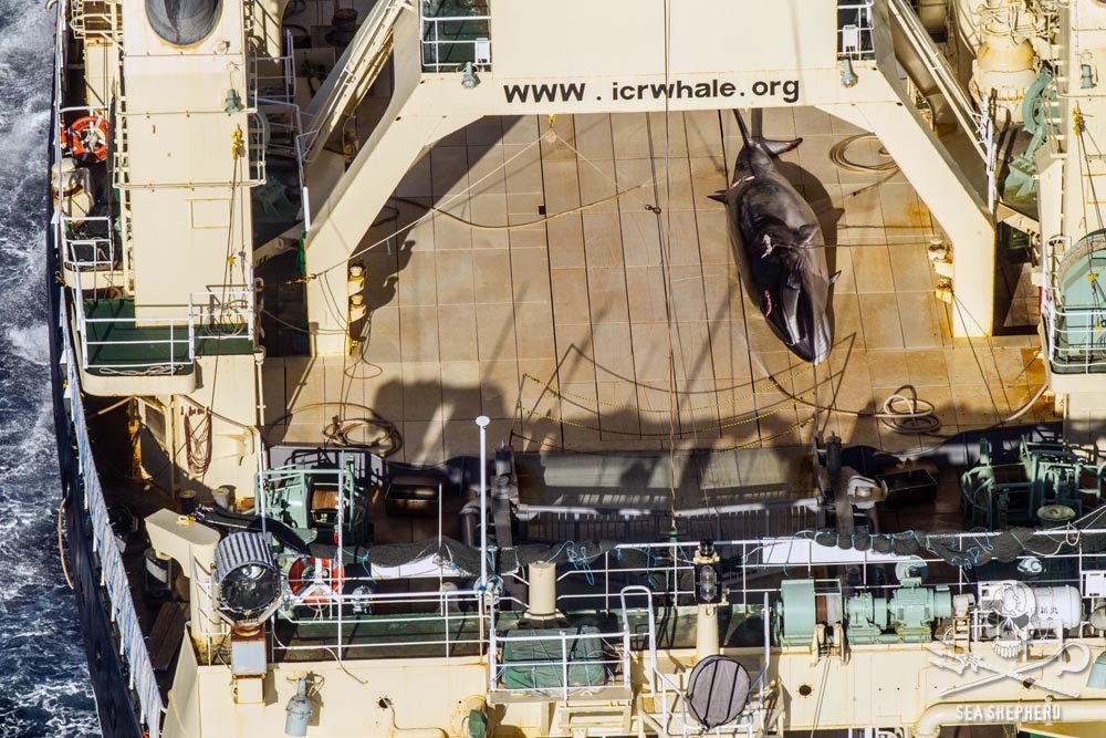 Australia ‘Deeply Disappointed’ by Japan’s Continued Whale Hunt in Southern Ocean