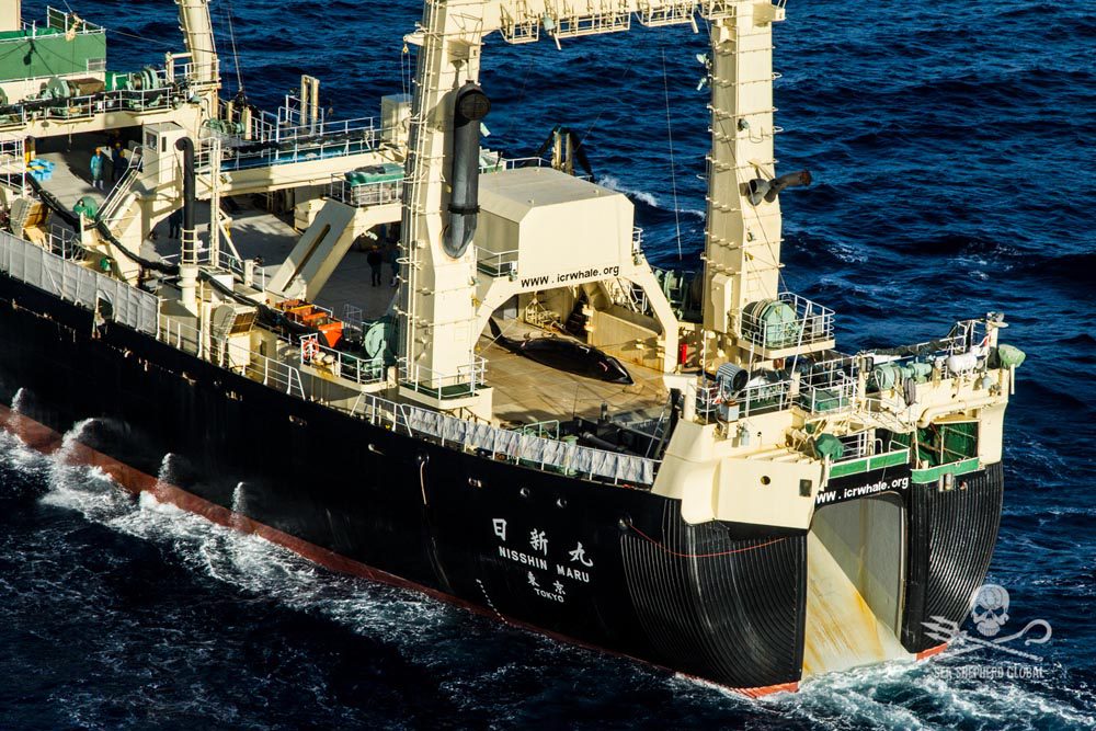 Japan Whaling Fleet Returns from Antarctic Hunt After Hitting Quota