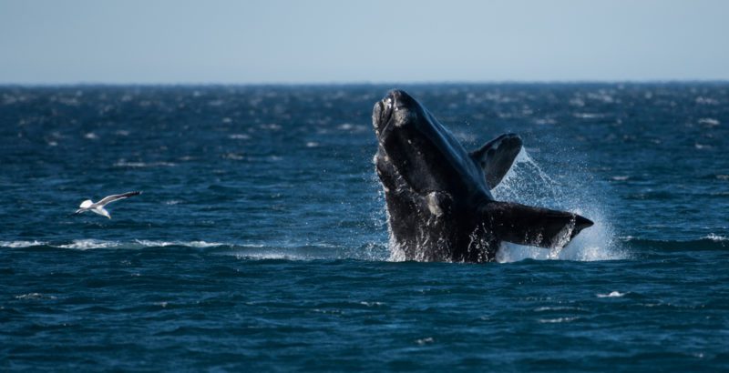 right whale