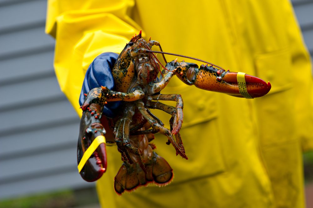 Maine lobster fishing