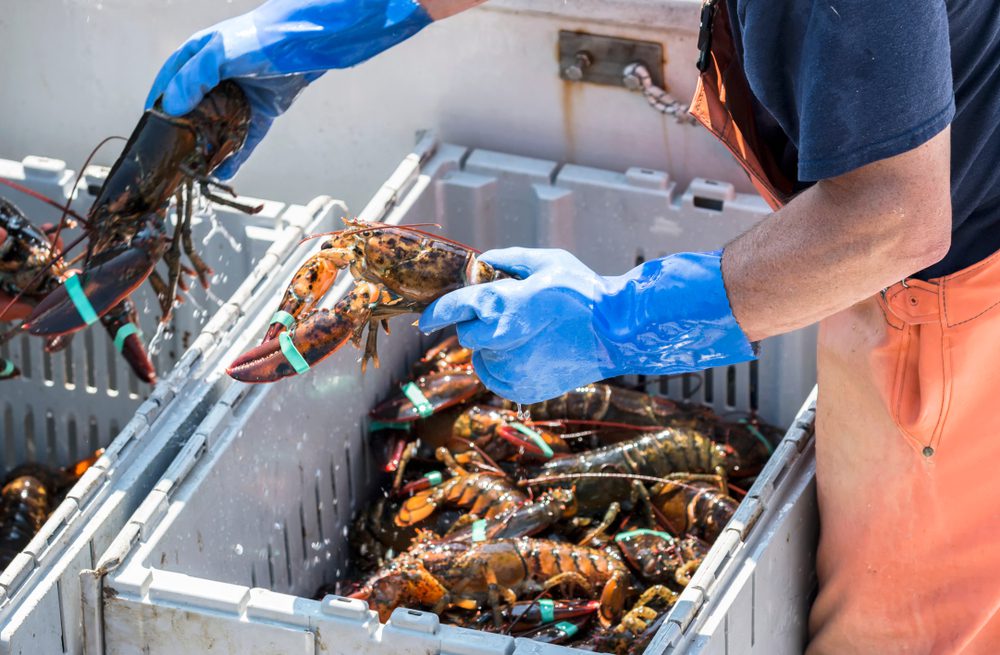 Iconic New England Lobster Caught in Global Tariff Tit-for-Tat