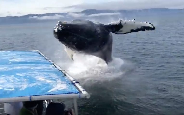 Watch: Incredible Whale Watching Close Call in Alaska